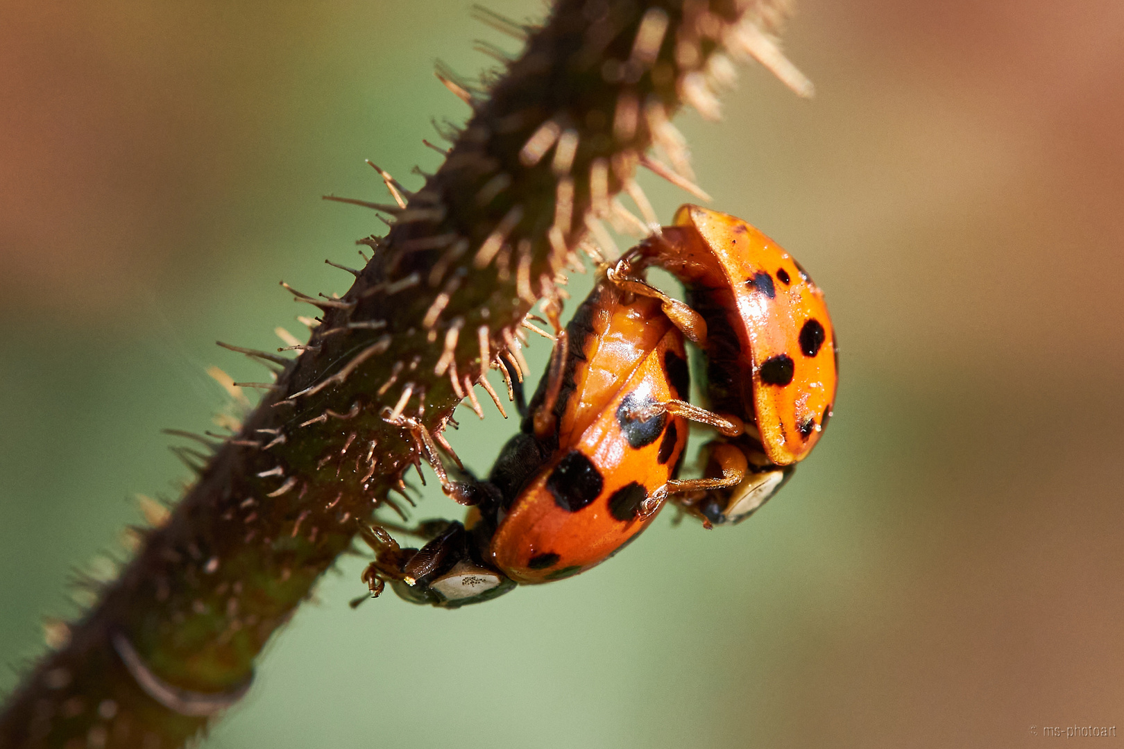 Sex im Garten