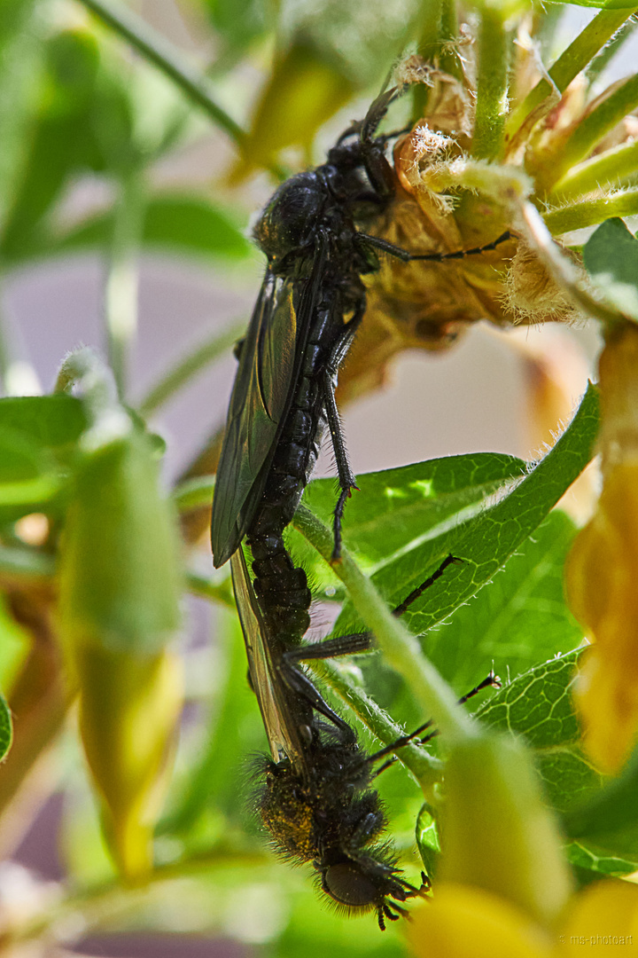 Sex im Garten