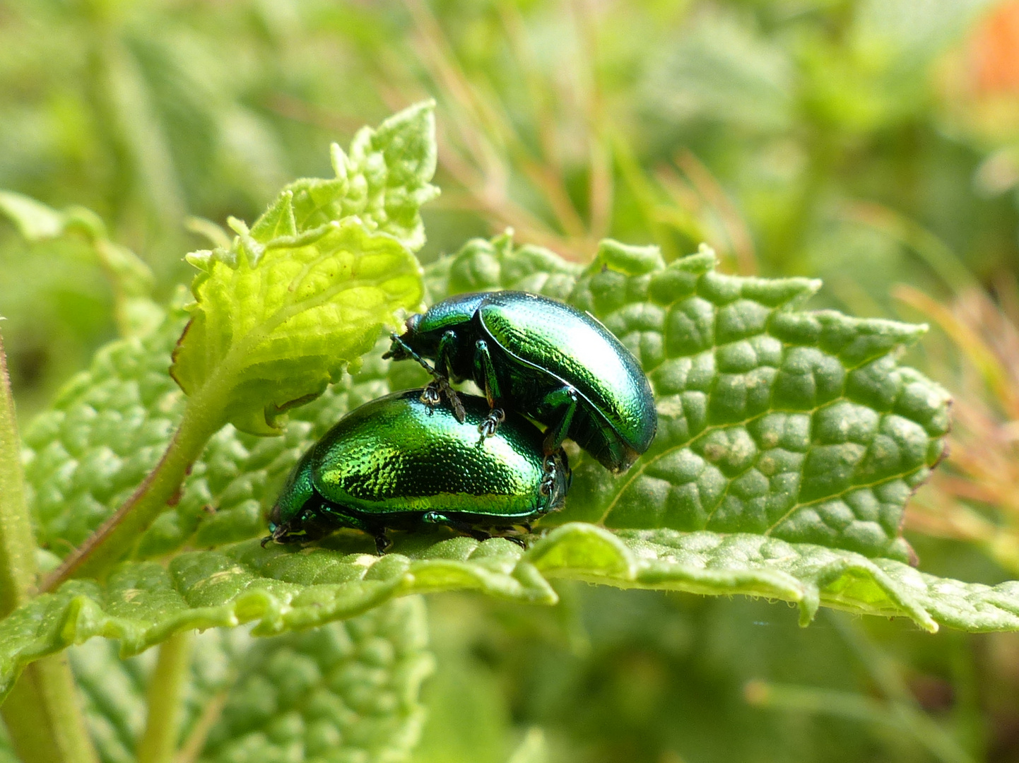 Garten sex im Wilder Sex