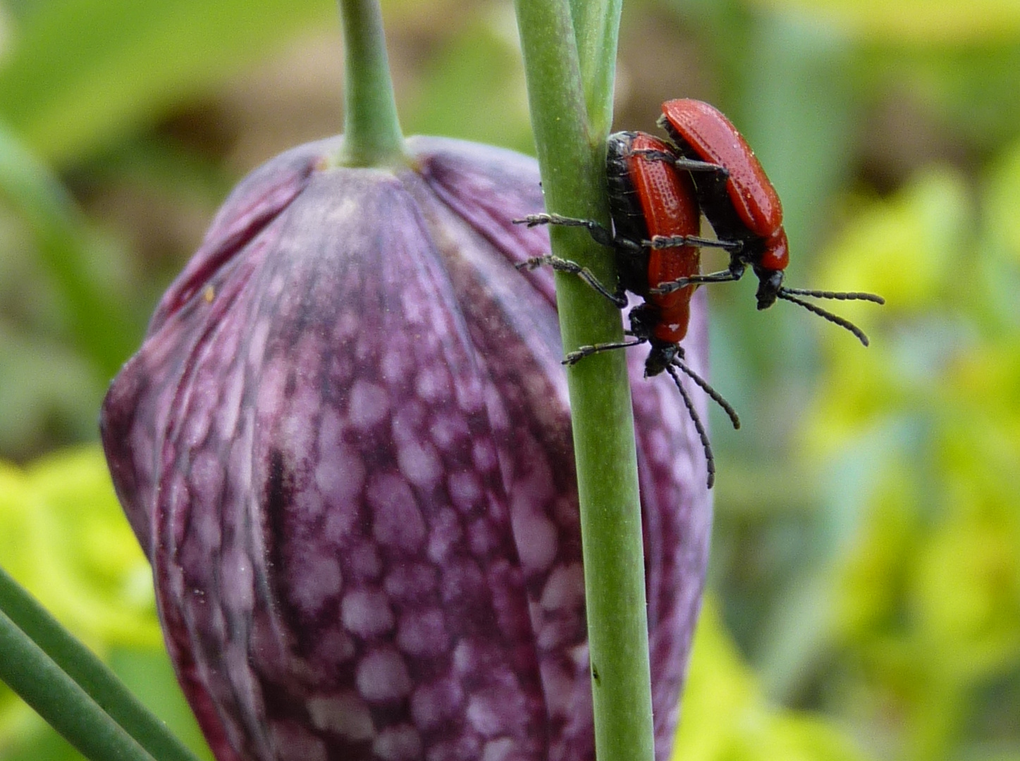 Sex im Garten III