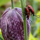 Sex im Garten III