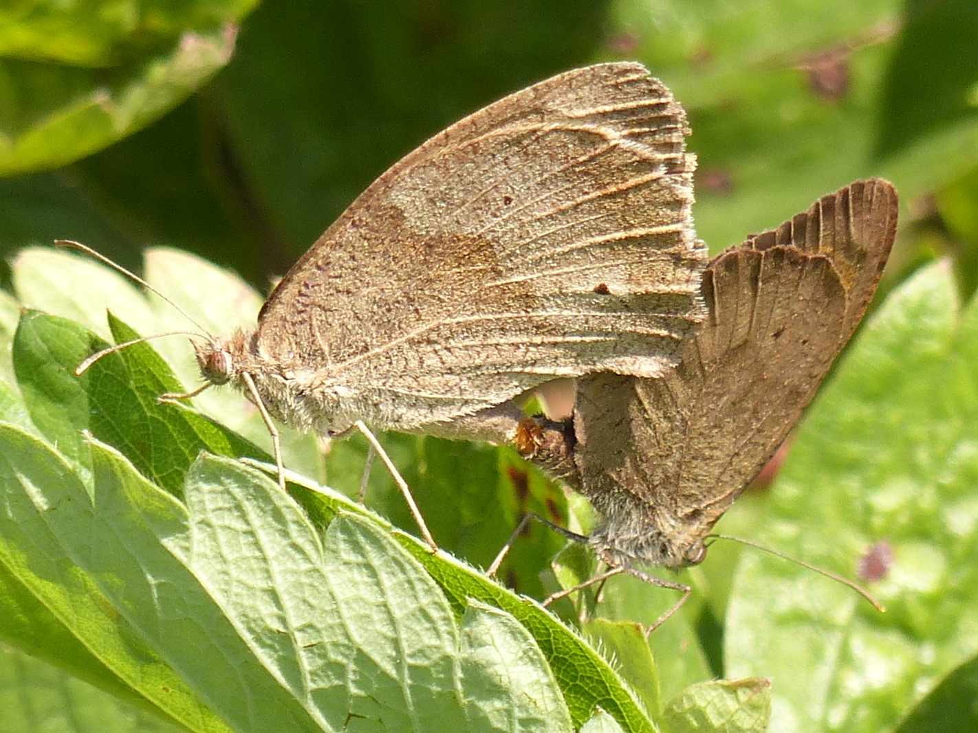 Sex im Garten IV