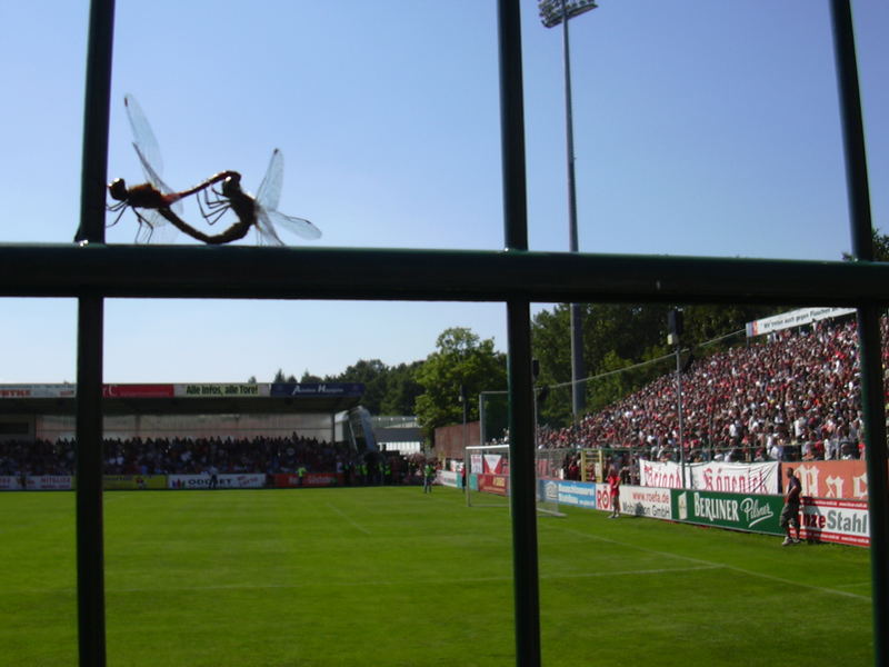 Sex im Stadion