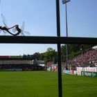 Sex im Stadion