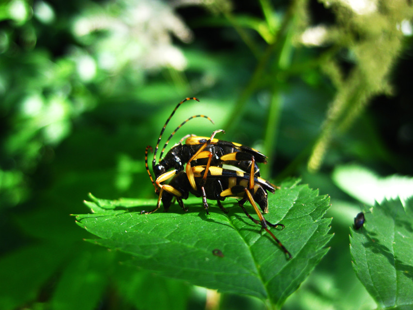 Sex im Wienerwald