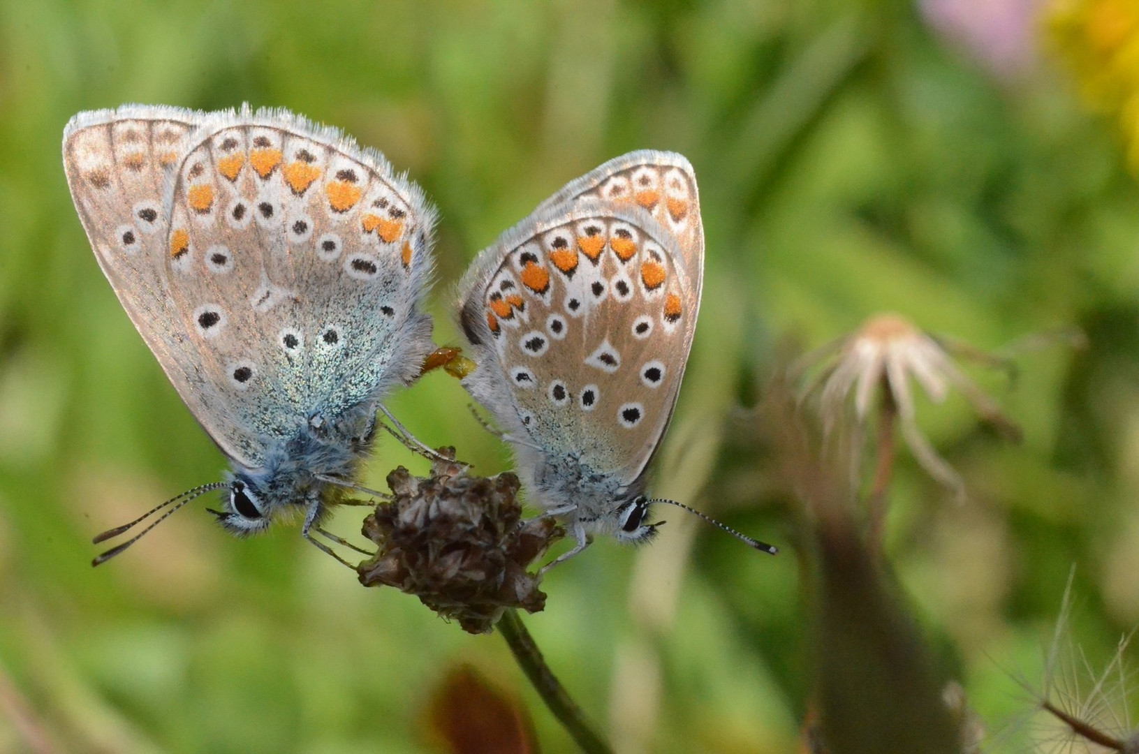 Sex In The Nature Photo Et Image Macro Nature Macro Insectes Papillons Images Fotocommunity