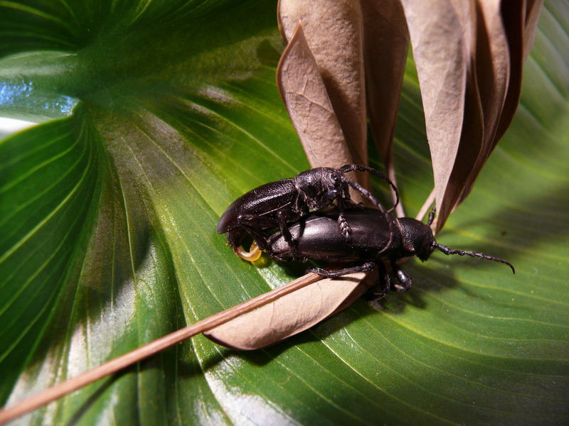 Sex of capricorn beetles