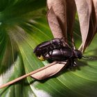 Sex of capricorn beetles