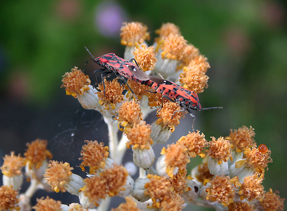 Sex on flower