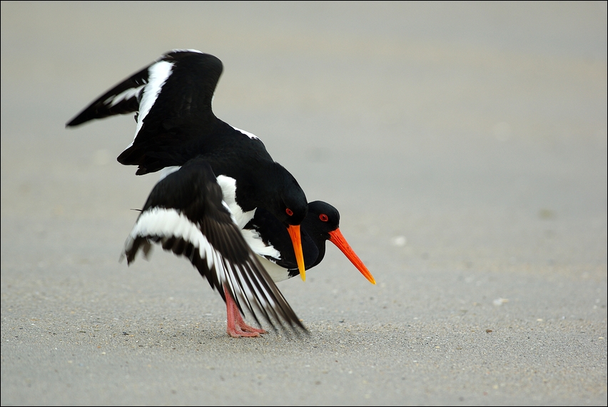 Sex on the beach