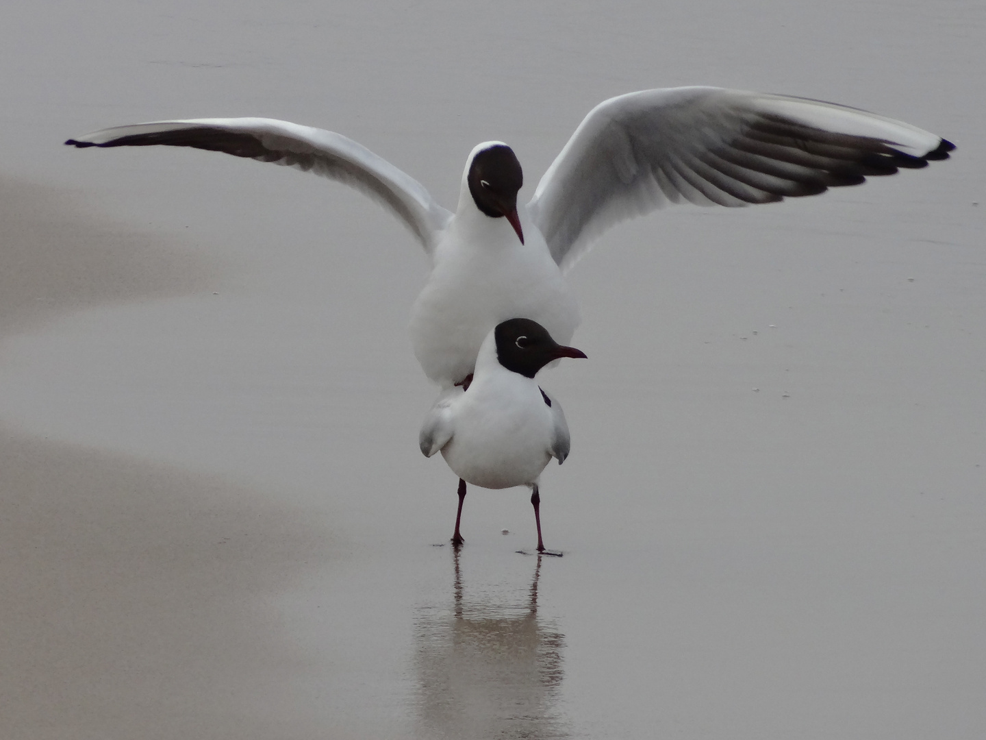 Sex on the Beach