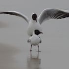 Sex on the Beach