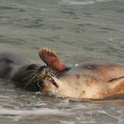 Sex on the beach