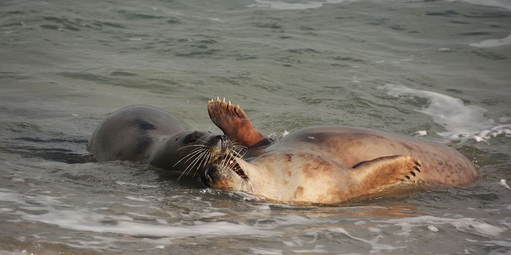 Sex on the beach