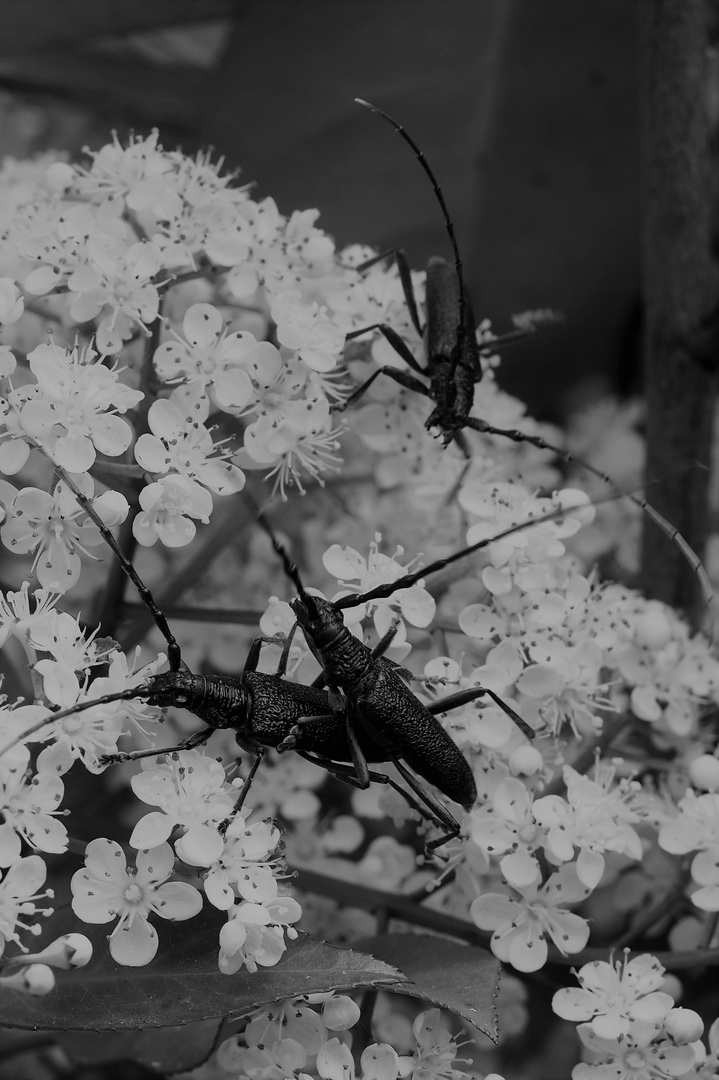 sex on the flower (Blümchen sex )