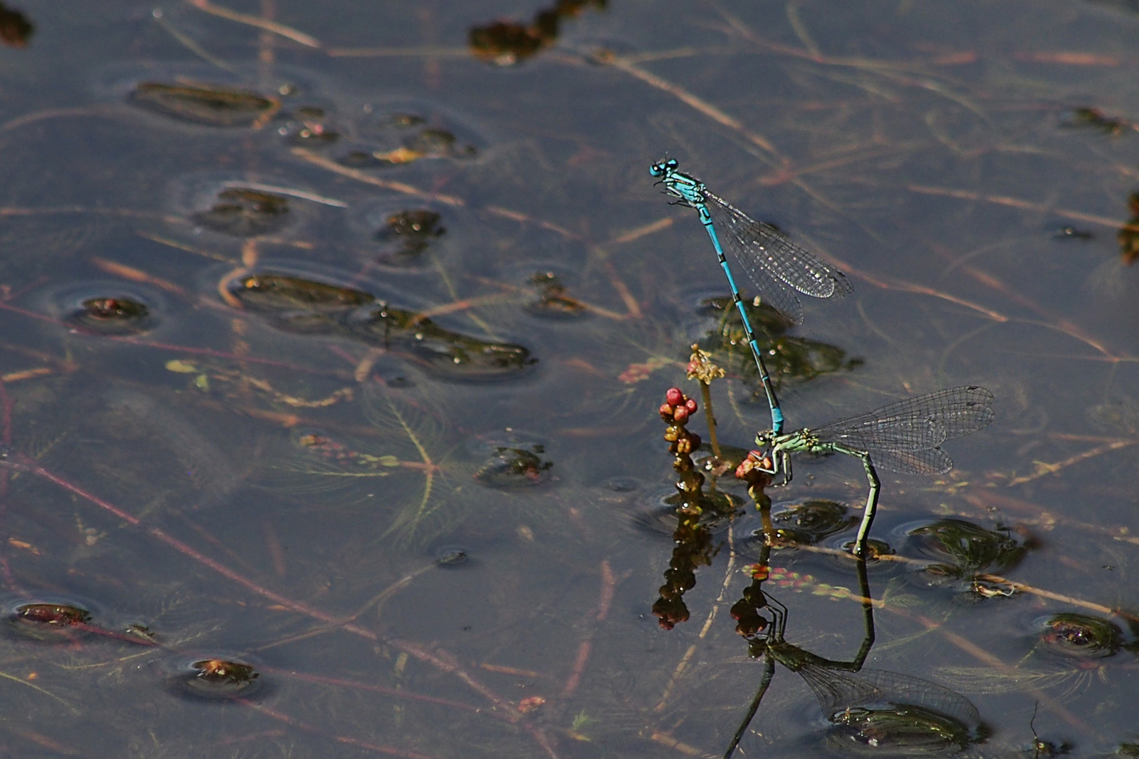 sex on the water