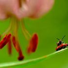 Sex unter einem Kronleuchter aus Pollenstaub