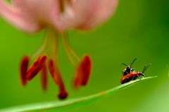 Sex unter einem Kronleuchter aus Pollenstaub