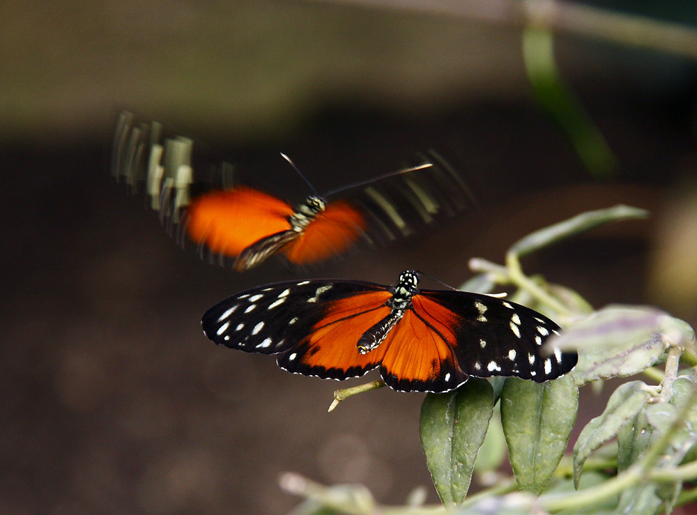 sexual drive of a butterfly