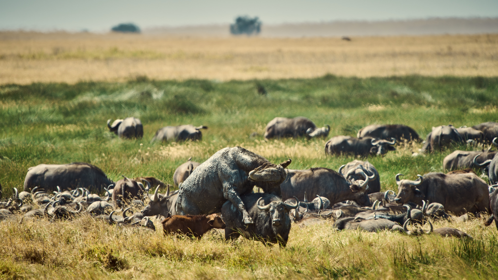 Sexualkunde Sexualkunde Foto & Bild | africa, eastern africa, tiere Bilder auf  fotocommunity