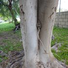 Sexy Baum...