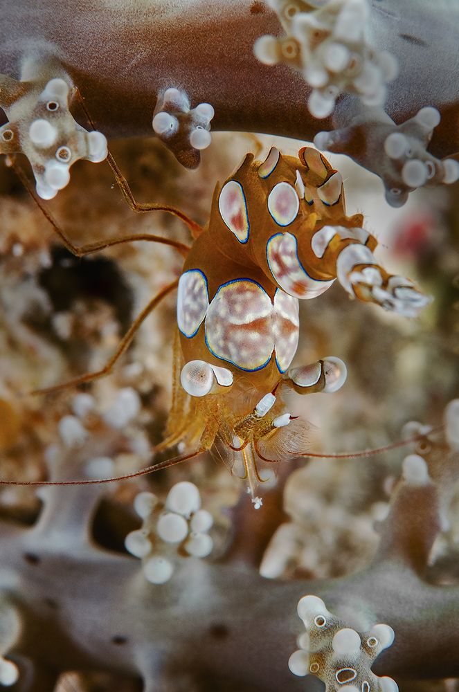 "Sexy Shrimp" (Hohlkreuzgarnele, lat.: Thor amboinensis)