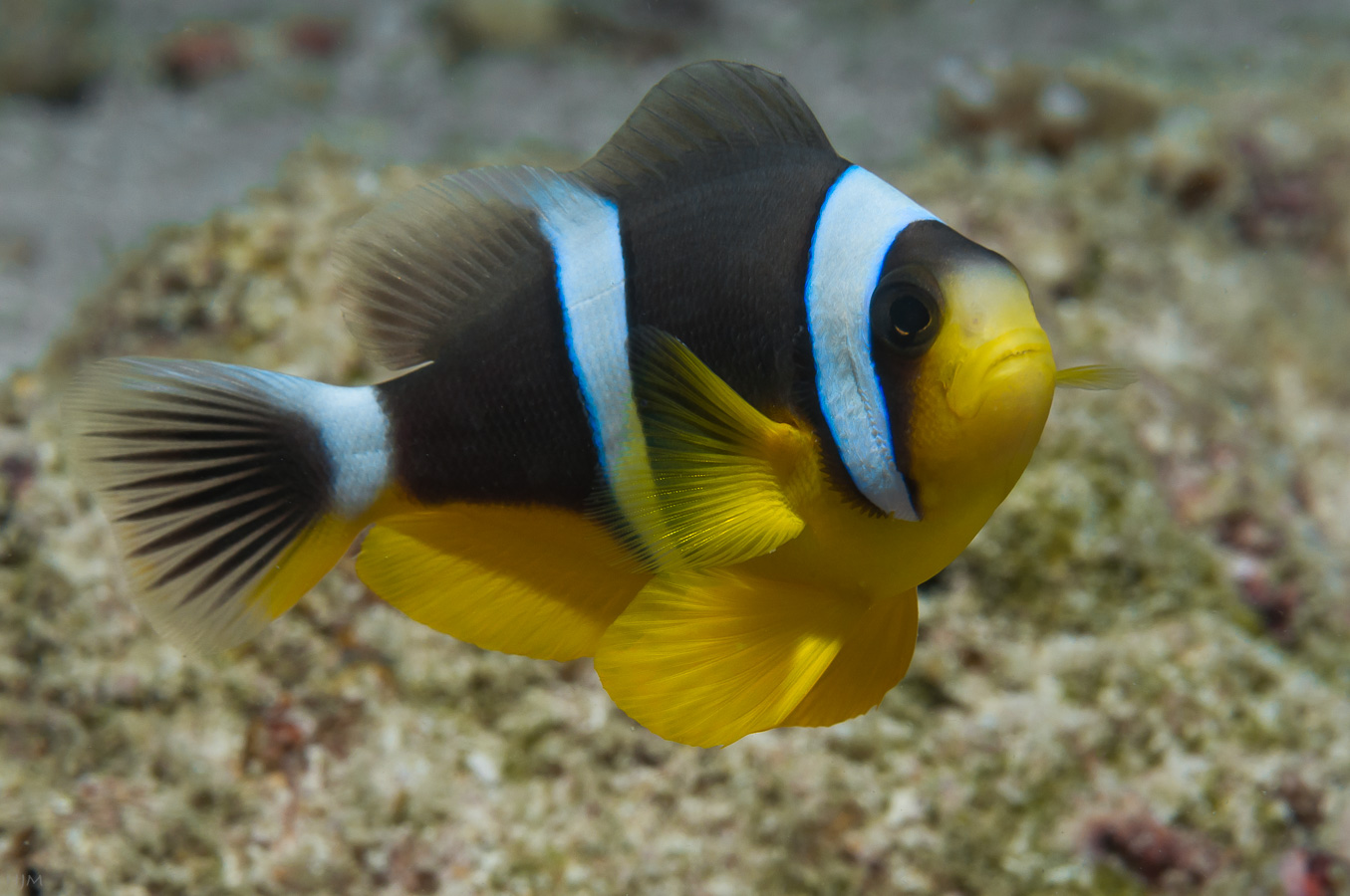 Seychellen-Anemonenfisch