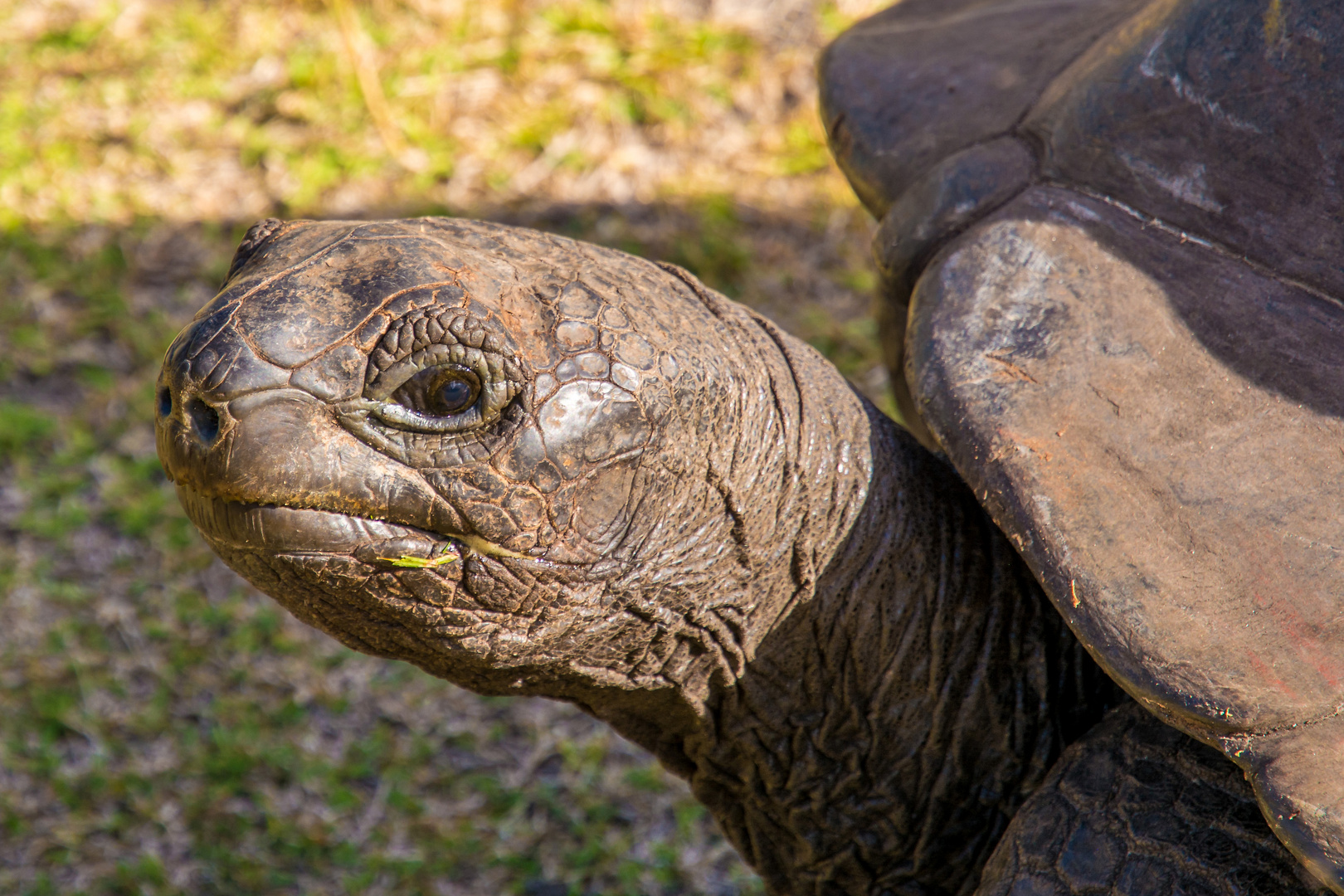 Seychellen - Curieuse - Aldabra Ríesenschildkröte 07/2016