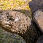Seychellen - Curieuse - Aldabra Ríesenschildkröte 07/2016