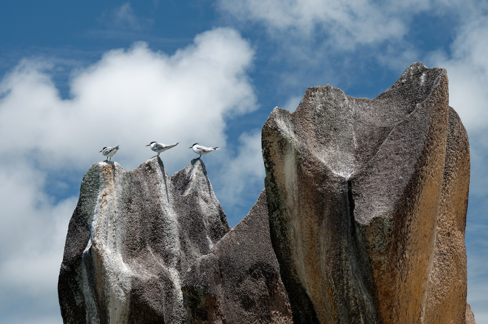 Seychellen * Curious observer