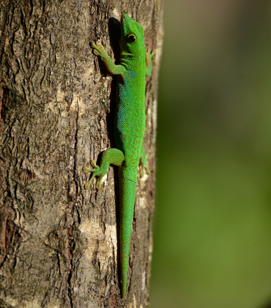 Seychellen-Gecko