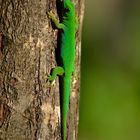 Seychellen-Gecko