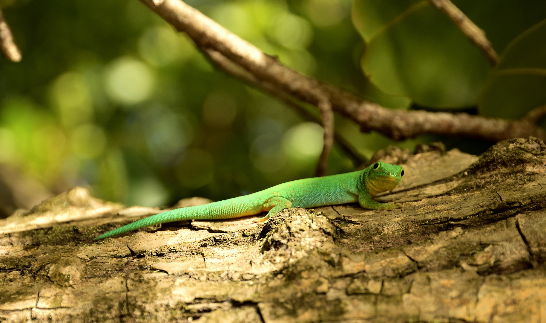 Seychellen Green Gecko