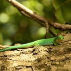 Seychellen Green Gecko