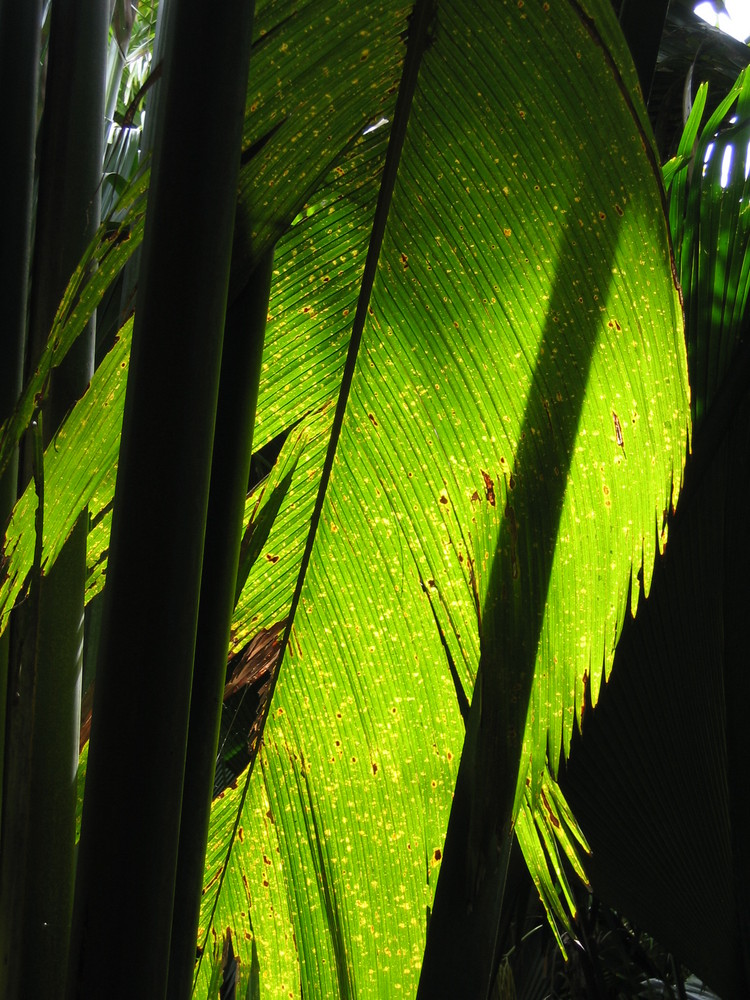 Seychellen- im Palmenurwald Vallee de Mai, Praslin