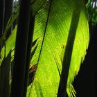 Seychellen- im Palmenurwald Vallee de Mai, Praslin