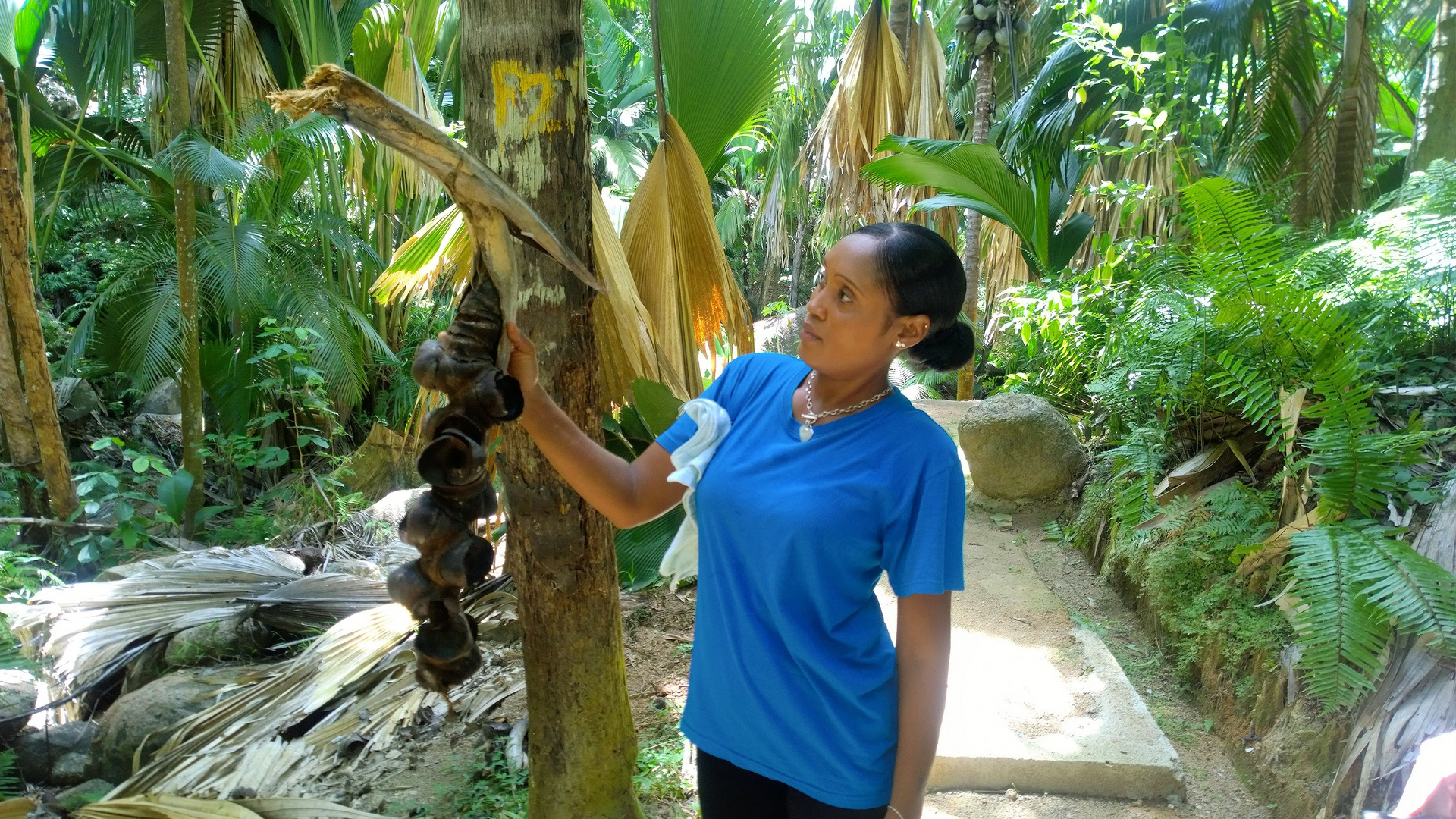 Seychellen Insel Praslin ( Vallee de Mai )