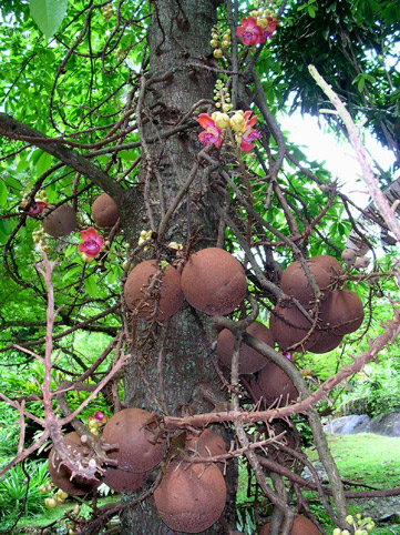 Seychellen: Kanonenkugel-Baum