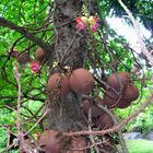 Seychellen: Kanonenkugel-Baum
