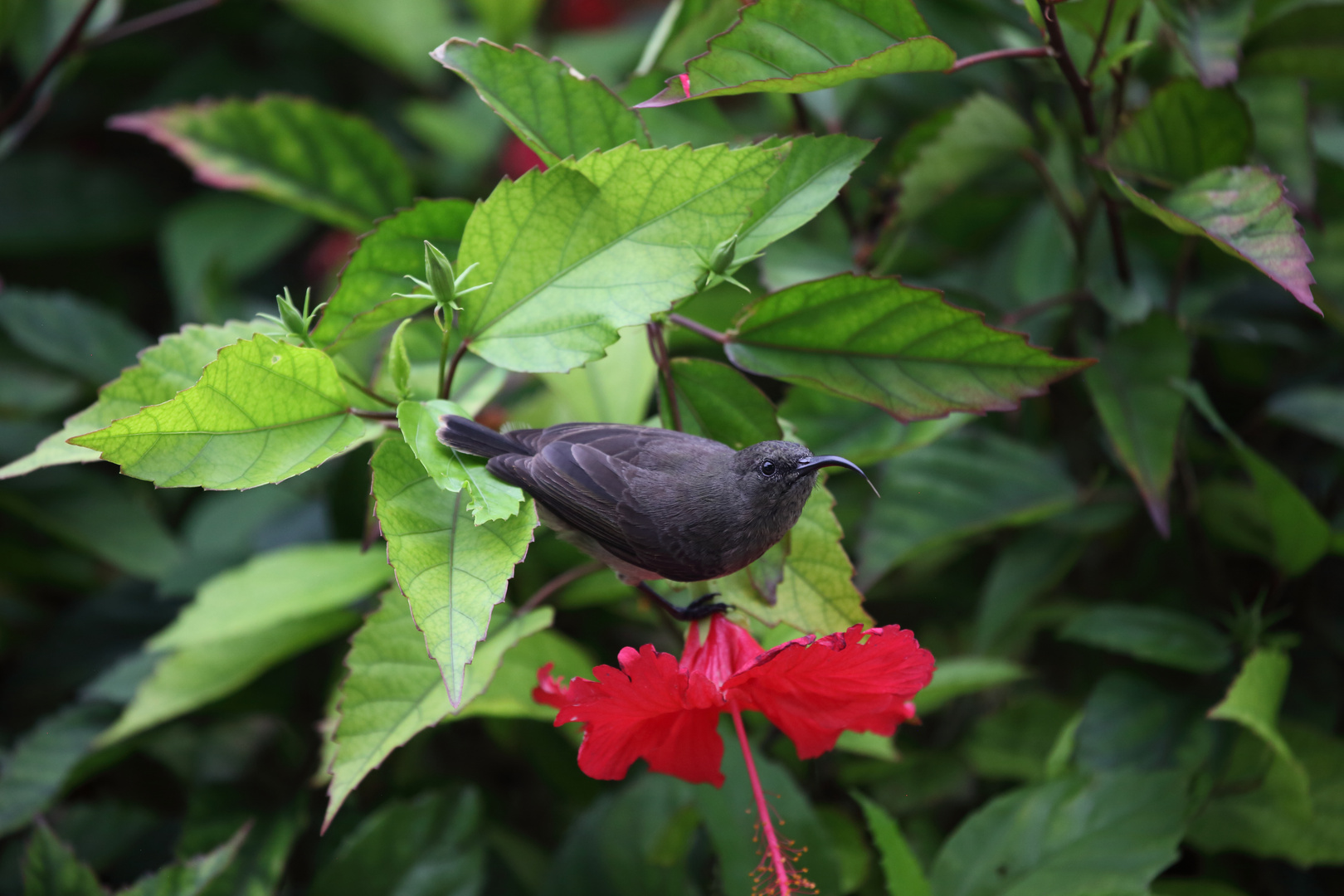 Seychellen-Nektarvogel