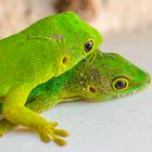 Seychellen - Praslin - Palmentaggecko 07/2016