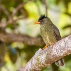 Seychellen - Praslin - Seychellen-Bülbül 07/2016