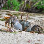 Seychellen * Prepared