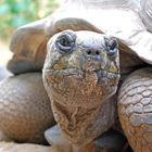 Seychellen-Riesenschildkröte