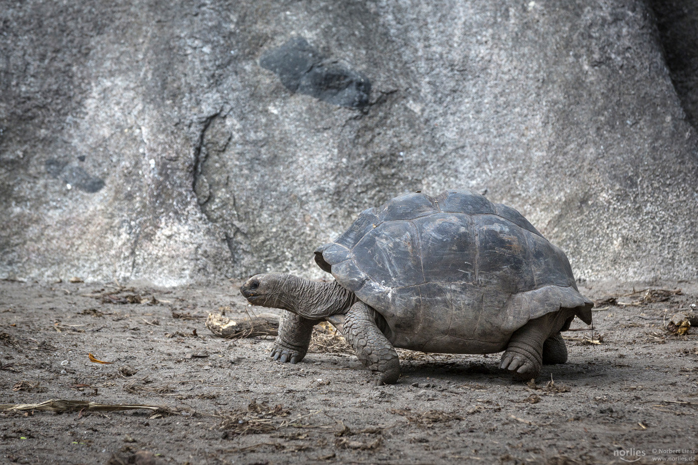 Seychellen-Riesenschildkröte