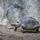 Seychellen-Riesenschildkröte