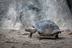 Seychellen-Riesenschildkröte