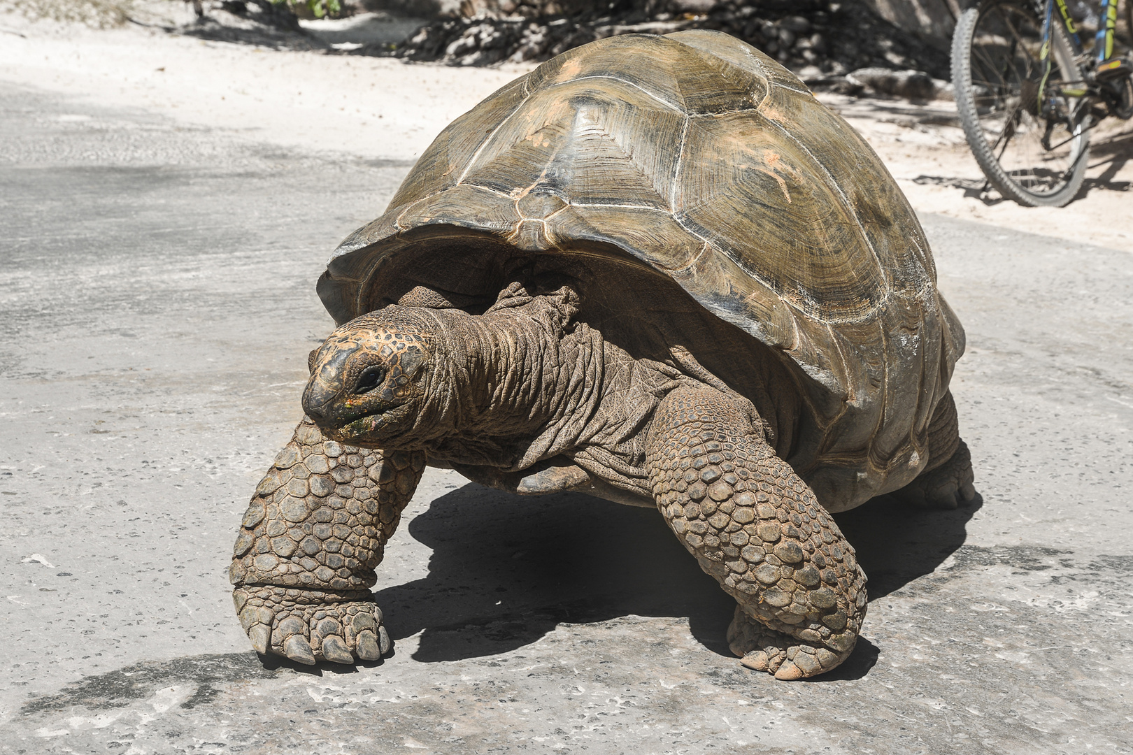 Seychellen Riesenschildkröte