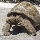 Seychellen Riesenschildkröte