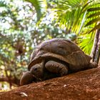 Seychellen-Riesenschildkröte